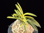 서천금 瑞泉錦 Seocheongeum (Zuiun Shima)