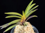 건국호 建國縞 Kenkoku Shima