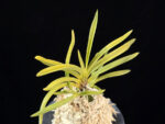준하모단 駿河牡丹 Surugabotan (ruby root)
