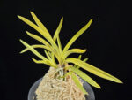 준하모단 駿河牡丹 Surugabotan (ruby root)