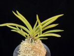 준하모단 駿河牡丹 Surugabotan (ruby root)