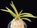 준하모단 駿河牡丹 Surugabotan (ruby root)