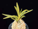 준하모단 駿河牡丹 Surugabotan (ruby root)