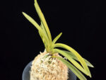 준하모단 駿河牡丹 Surugabotan (ruby root)
