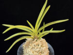 준하모단 駿河牡丹 Surugabotan (ruby root)