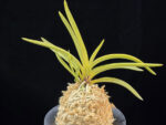 준하모단 駿河牡丹 Surugabotan (ruby root)