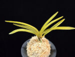 준하모단 駿河牡丹 Surugabotan (ruby root)