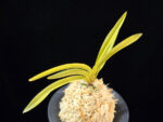 준하모단 駿河牡丹 Surugabotan (ruby root)