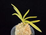 준하모단 駿河牡丹 Surugabotan (ruby root)