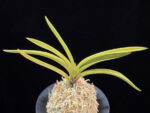 준하모단 駿河牡丹 Surugabotan (ruby root)