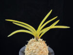 준하모단 駿河牡丹 Surugabotan (ruby root)