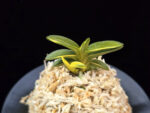 취월호 翠月湖 Chwiwolho(Seedling)