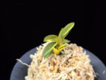 취월호 翠月湖 Chwiwolho(Seedling)