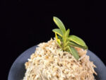 취월호 翠月湖 Chwiwolho(Seedling)