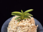취월호 翠月湖 Chwiwolho(Seedling)