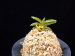 취월호 翠月湖 Chwiwolho(Seedling)