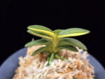 취월호 翠月湖 Chwiwolho(Seedling)