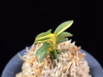 취월호 翠月湖 Chwiwolho(Seedling)