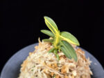 취월호 翠月湖 Chwiwolho(Seedling)