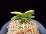 취월호 翠月湖 Chwiwolho(Seedling)