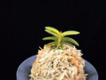 취월호 翠月湖 Chwiwolho(Seedling)