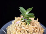 풍천 豊天 Pungcheon (Homeiden+Tengyokuho)