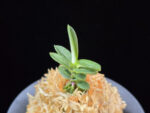 풍천 豊天 Pungcheon (Homeiden+Tengyokuho)