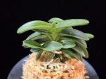 두홍 豆紅 Duhong (Honggang bean leaf)