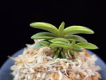 취월호 翠月湖 Chwiwolho(Seedling)