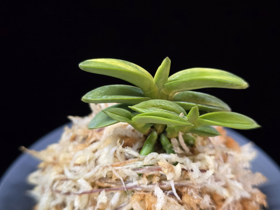 취월호 翠月湖 Chwiwolho(Seedling) 취월호 翠月湖 Chwiwolho(Seedling)