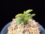 취월호 翠月湖 Chwiwolho(Seedling)