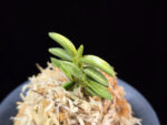 취월호 翠月湖 Chwiwolho(Seedling)
