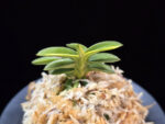 취월호 翠月湖 Chwiwolho(Seedling)
