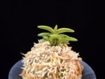 취월호 翠月湖 Chwiwolho(Seedling)