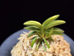취월호 翠月湖 Chwiwolho(Seedling)