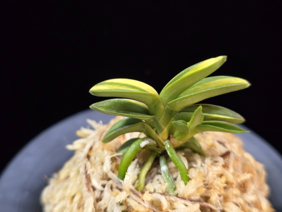 취월호 翠月湖 Chwiwolho(Seedling) 취월호 翠月湖 Chwiwolho(Seedling)