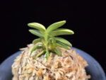 취월호 翠月湖 Chwiwolho(Seedling)