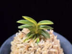 취월호 翠月湖 Chwiwolho(Seedling)