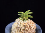 취월호 翠月湖 Chwiwolho(Seedling)