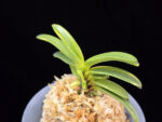 비금 轡錦 Kutsuwa nishiki