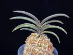 신라 新羅 Sinra (Shiragi)