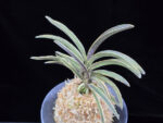신라 新羅 Sinra (Shiragi)