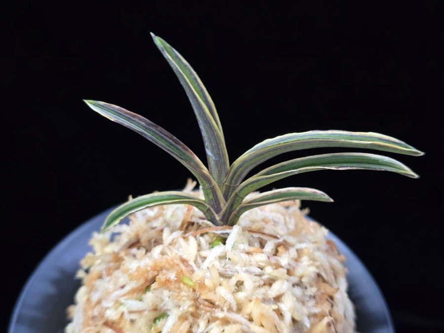신라 新羅 Sinra (Shiragi) 신라 新羅 Sinra (Shiragi)