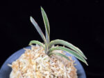 신라 新羅 Sinra (Shiragi)