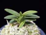 취월호 翠月湖 Chwiwolho(Seedling)