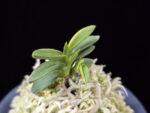 취월호 翠月湖 Chwiwolho(Seedling)