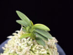 취월호 翠月湖 Chwiwolho(Seedling)