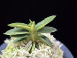 취월호 翠月湖 Chwiwolho(Seedling)