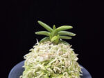 취월호 翠月湖 Chwiwolho(Seedling)