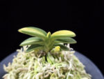 취월호 翠月湖 Chwiwolho(Seedling)